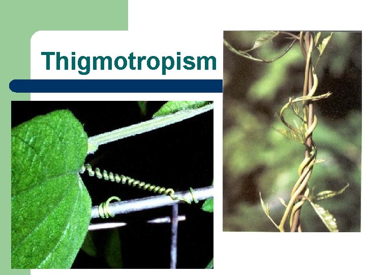 Thigmotropism 