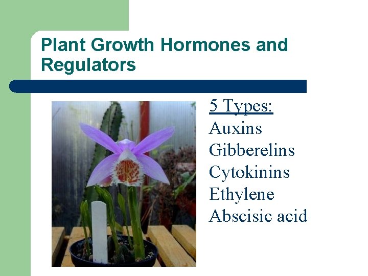 Plant Growth Hormones and Regulators 5 Types: Auxins Gibberelins Cytokinins Ethylene Abscisic acid 