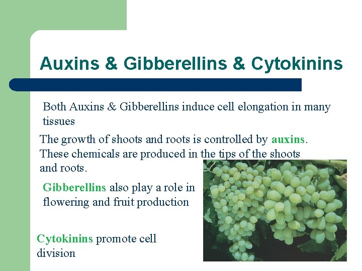 Auxins & Gibberellins & Cytokinins Both Auxins & Gibberellins induce cell elongation in many