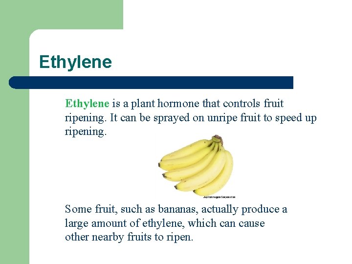 Ethylene is a plant hormone that controls fruit ripening. It can be sprayed on