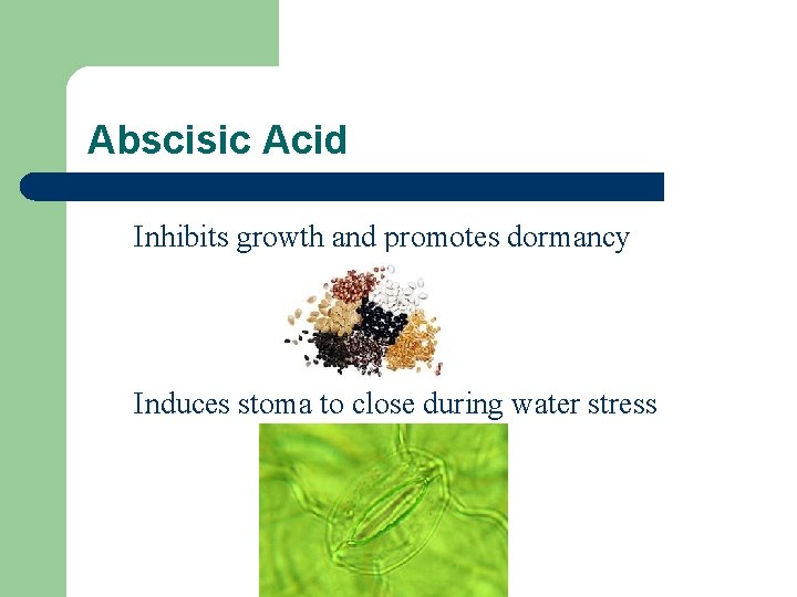 Abscisic Acid Inhibits growth and promotes dormancy Induces stoma to close during water stress