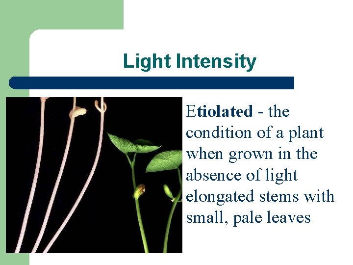 Light Intensity Etiolated - the condition of a plant when grown in the absence