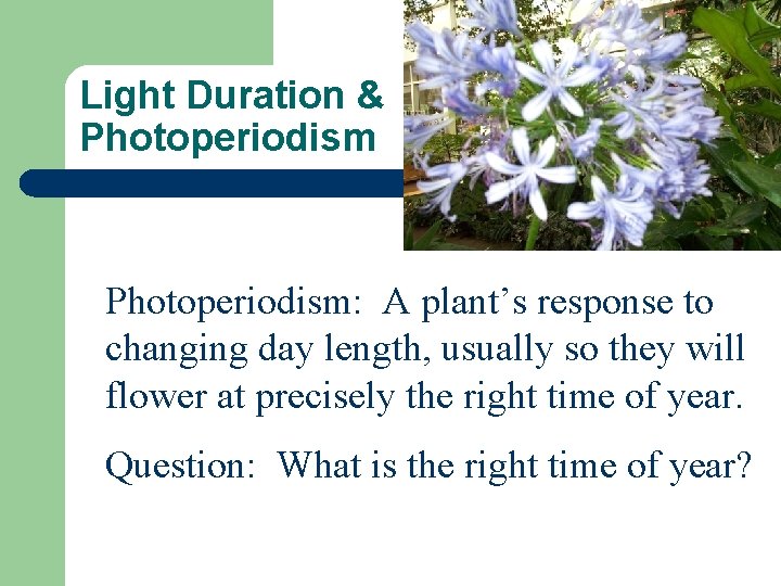 Light Duration & Photoperiodism: A plant’s response to changing day length, usually so they