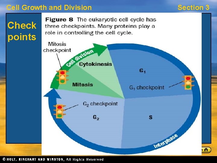 Cell Growth and Division Check points Section 3 