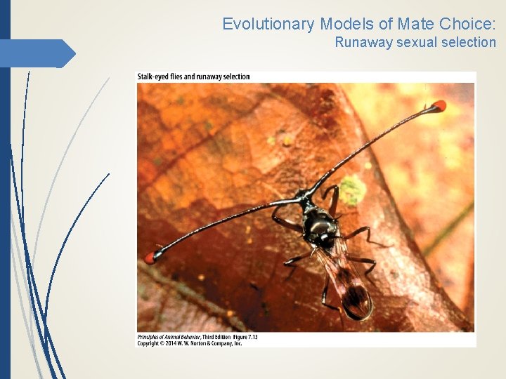 Evolutionary Models of Mate Choice: Runaway sexual selection 