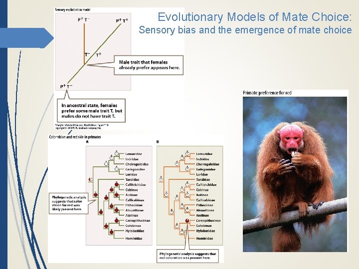 Evolutionary Models of Mate Choice: Sensory bias and the emergence of mate choice 