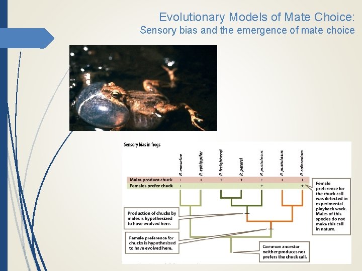 Evolutionary Models of Mate Choice: Sensory bias and the emergence of mate choice 