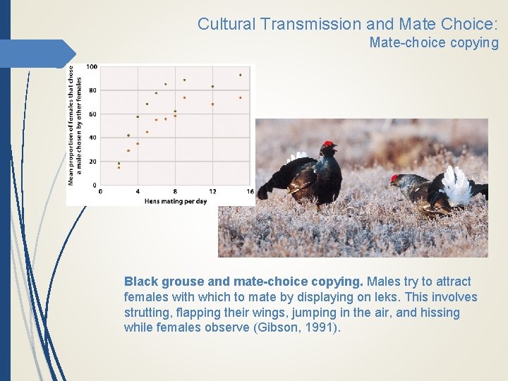 Cultural Transmission and Mate Choice: Mate-choice copying Black grouse and mate-choice copying. Males try