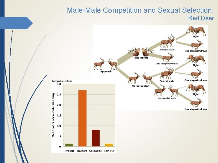 Male-Male Competition and Sexual Selection: Red Deer 