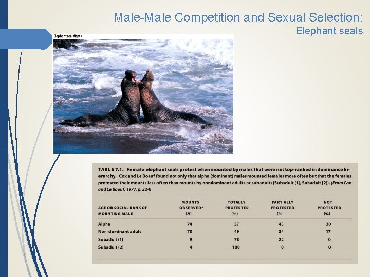 Male-Male Competition and Sexual Selection: Elephant seals 