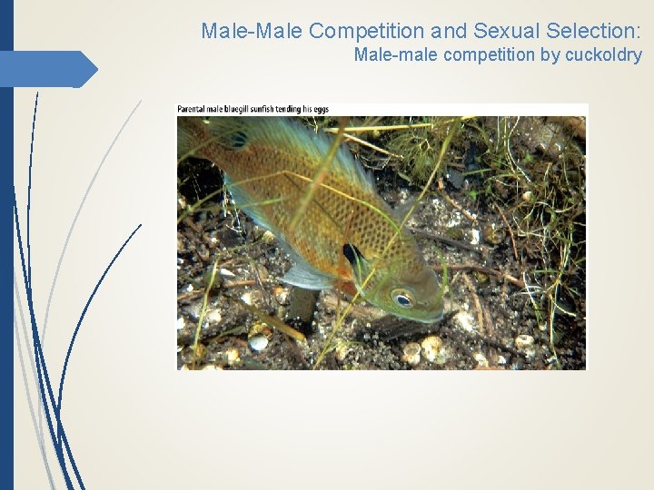 Male-Male Competition and Sexual Selection: Male-male competition by cuckoldry 
