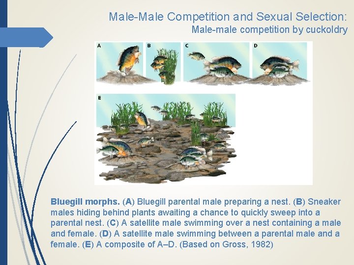 Male-Male Competition and Sexual Selection: Male-male competition by cuckoldry Bluegill morphs. (A) Bluegill parental
