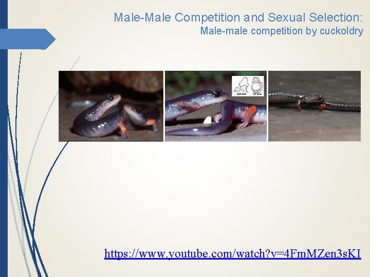 Male-Male Competition and Sexual Selection: Male-male competition by cuckoldry https: //www. youtube. com/watch? v=4