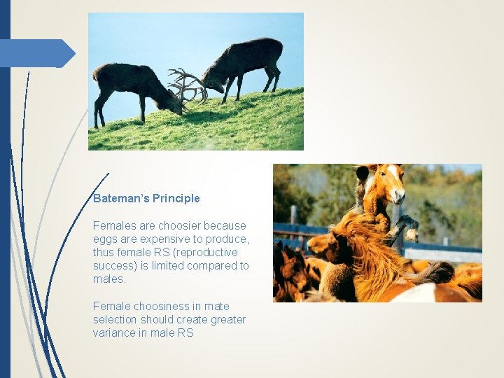 Bateman’s Principle Females are choosier because eggs are expensive to produce, thus female RS