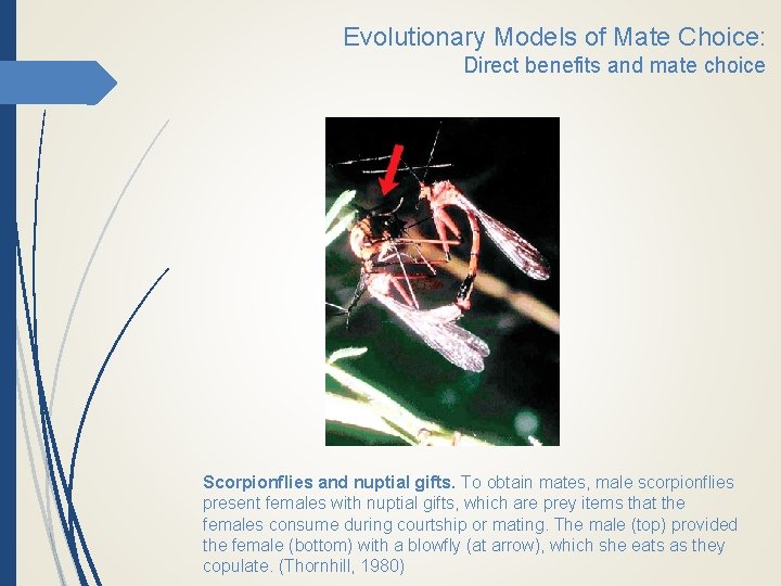 Evolutionary Models of Mate Choice: Direct benefits and mate choice Scorpionflies and nuptial gifts.