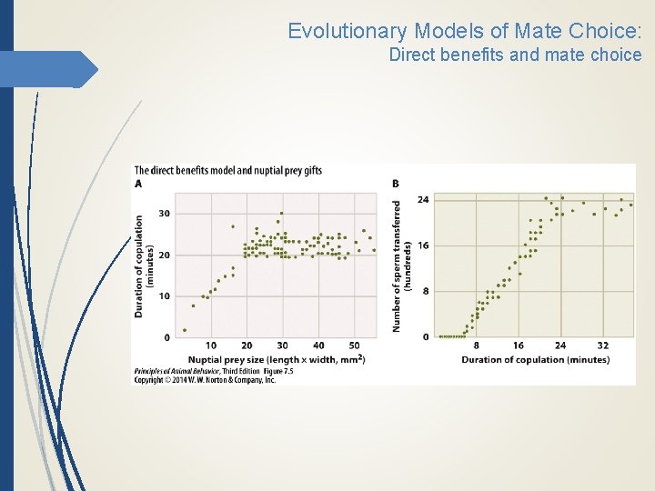 Evolutionary Models of Mate Choice: Direct benefits and mate choice 