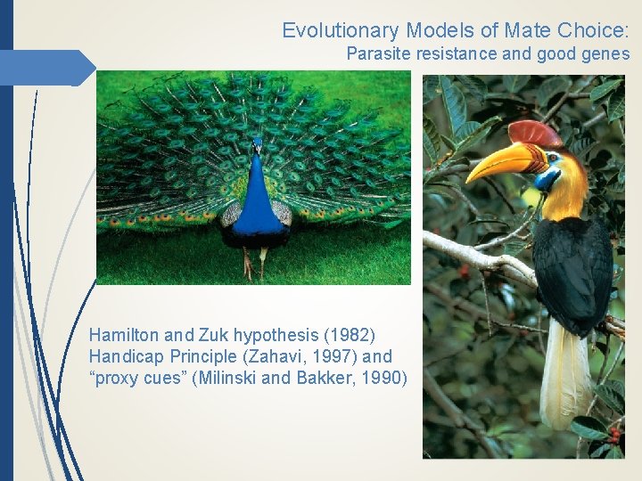 Evolutionary Models of Mate Choice: Parasite resistance and good genes Hamilton and Zuk hypothesis