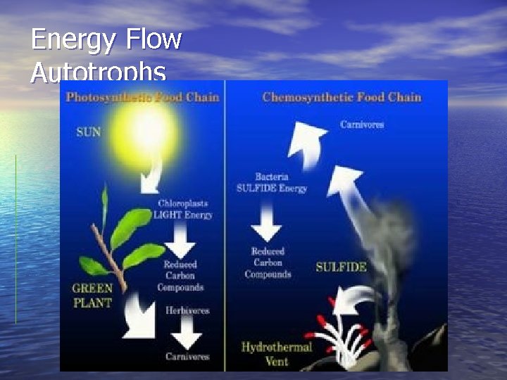 Energy Flow Autotrophs 