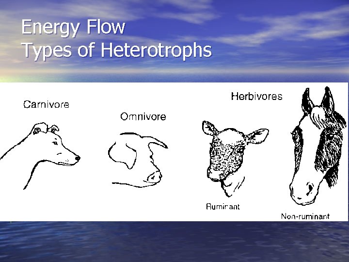 Energy Flow Types of Heterotrophs 