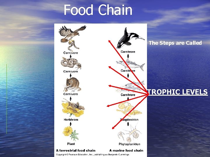 Food Chain The Steps are Called TROPHIC LEVELS 