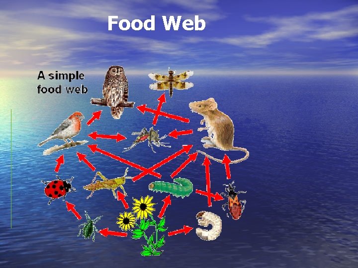 Food Web 