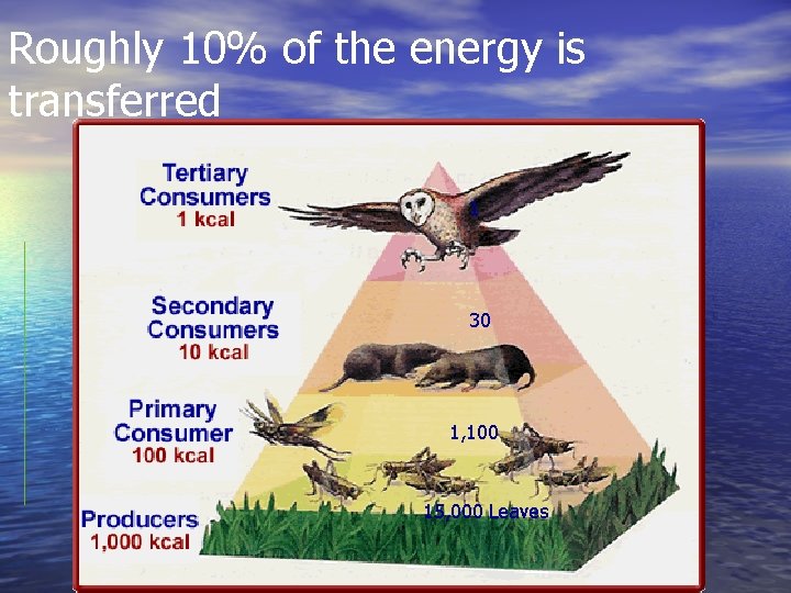 Roughly 10% of the energy is transferred 1 30 1, 100 15, 000 Leaves