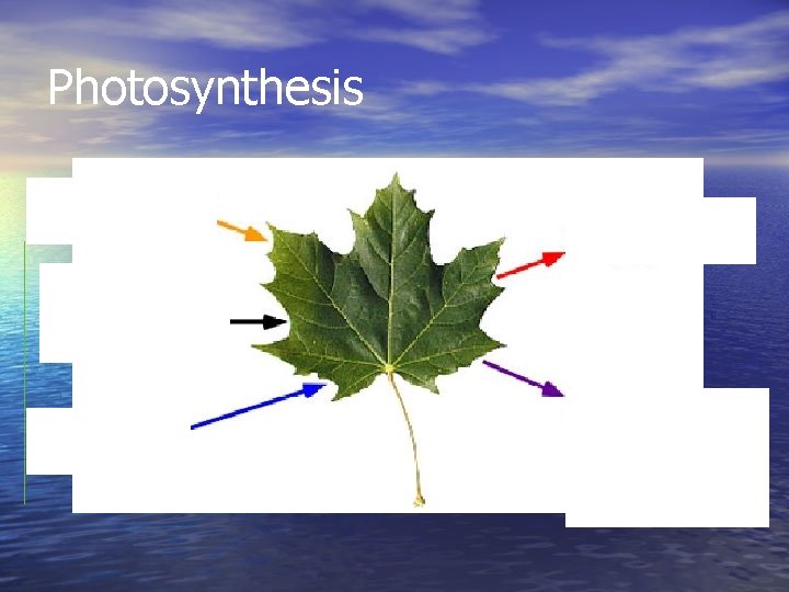 Photosynthesis 