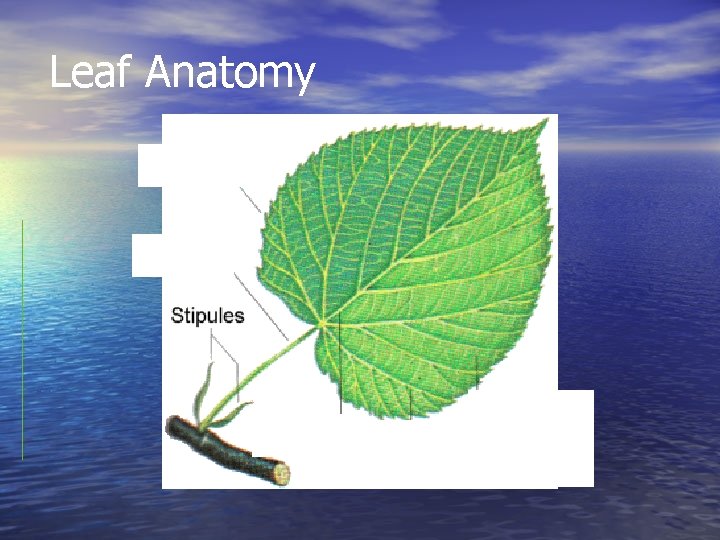 Leaf Anatomy 