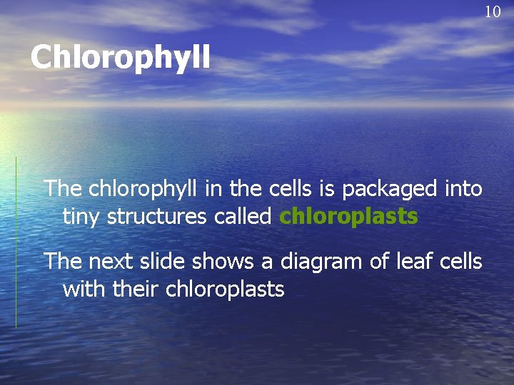 10 Chlorophyll The chlorophyll in the cells is packaged into tiny structures called chloroplasts