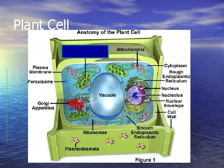 Plant Cell 