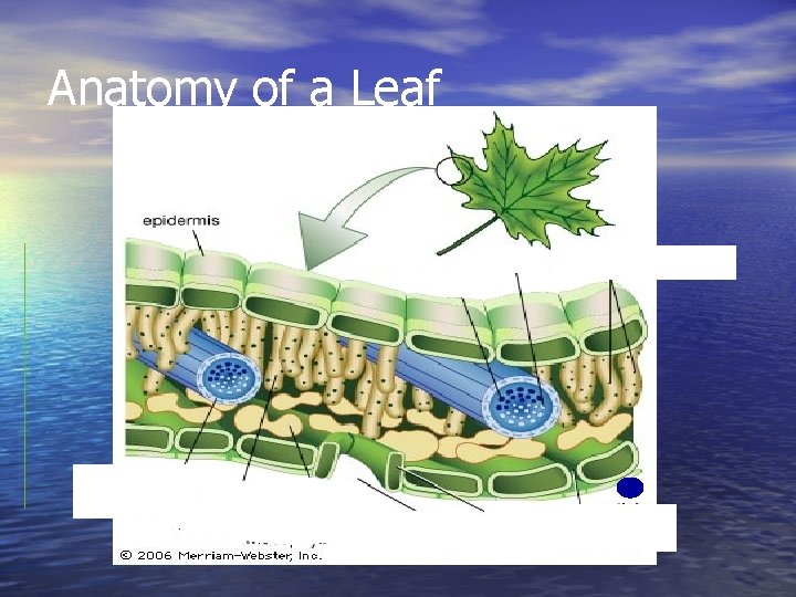 Anatomy of a Leaf 