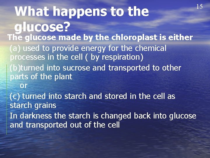What happens to the glucose? 15 The glucose made by the chloroplast is either