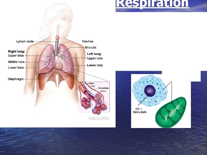 Respiration = use of oxygen to burn food for energy 