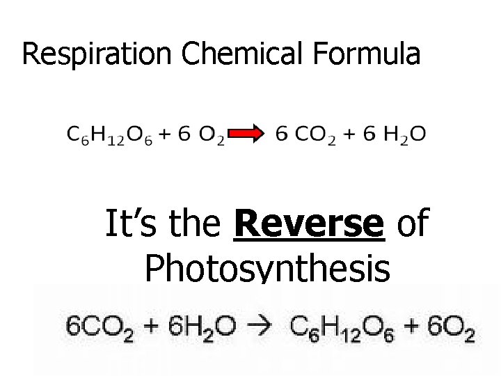 Respiration Chemical Formula It’s the Reverse of Photosynthesis 