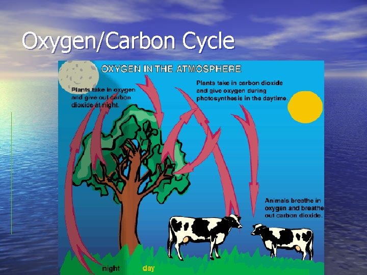 Oxygen/Carbon Cycle 