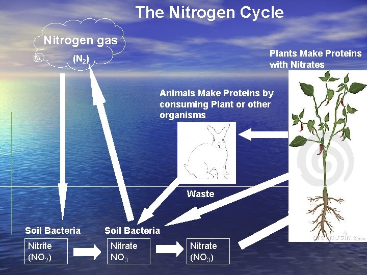 The Nitrogen Cycle Nitrogen gas Plants Make Proteins with Nitrates (N 2) Animals Make