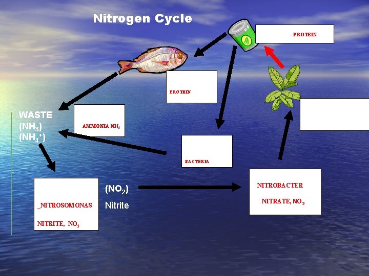 Nitrogen Cycle FOOD contains PROTEIN Nitrogen is in the fish in the form of