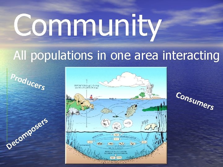 Community All populations in one area interacting Prod ucer s Con sum s r