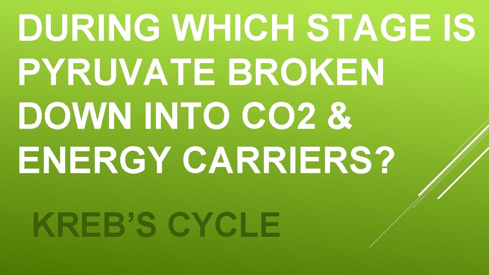 DURING WHICH STAGE IS PYRUVATE BROKEN DOWN INTO CO 2 & ENERGY CARRIERS? KREB’S DURING WHICH STAGE IS PYRUVATE BROKEN DOWN INTO CO 2 & ENERGY CARRIERS? KREB’S