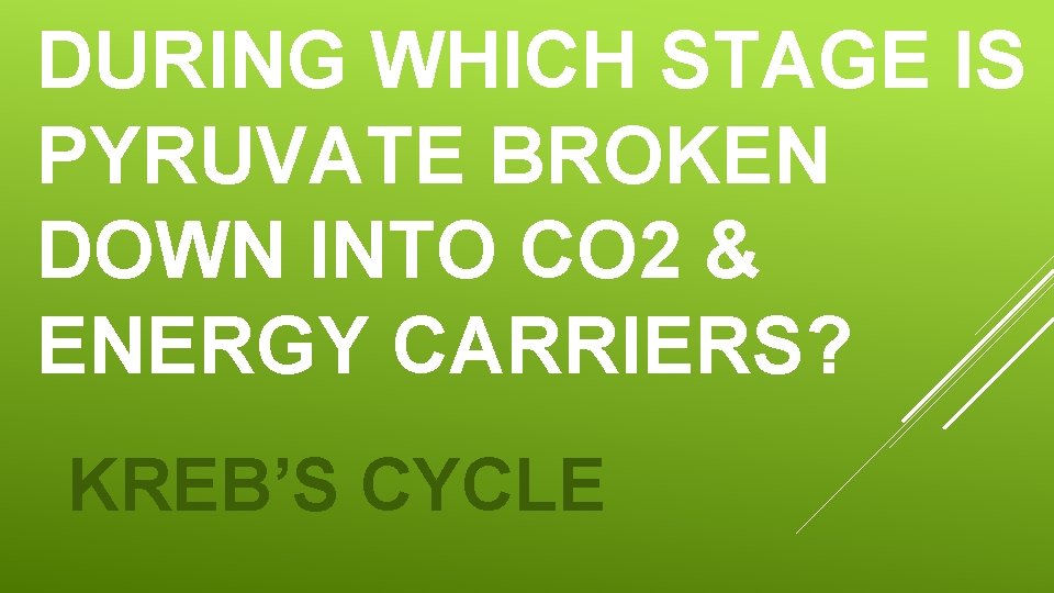 DURING WHICH STAGE IS PYRUVATE BROKEN DOWN INTO CO 2 & ENERGY CARRIERS? KREB’S