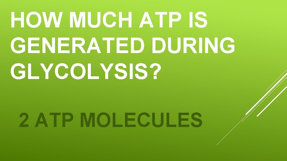 HOW MUCH ATP IS GENERATED DURING GLYCOLYSIS? 2 ATP MOLECULES 