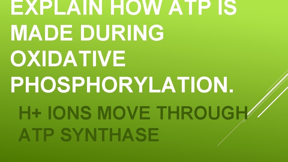EXPLAIN HOW ATP IS MADE DURING OXIDATIVE PHOSPHORYLATION. H+ IONS MOVE THROUGH ATP SYNTHASE