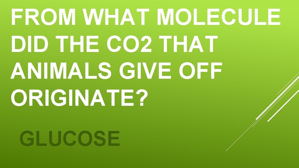 FROM WHAT MOLECULE DID THE CO 2 THAT ANIMALS GIVE OFF ORIGINATE? GLUCOSE FROM WHAT MOLECULE DID THE CO 2 THAT ANIMALS GIVE OFF ORIGINATE? GLUCOSE