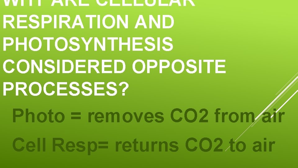 WHY ARE CELLULAR RESPIRATION AND PHOTOSYNTHESIS CONSIDERED OPPOSITE PROCESSES? Photo = removes CO 2
