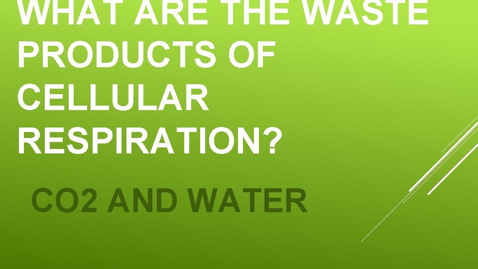 WHAT ARE THE WASTE PRODUCTS OF CELLULAR RESPIRATION? CO 2 AND WATER 