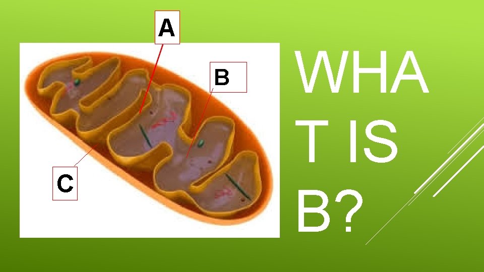 A B C WHA T IS B? 