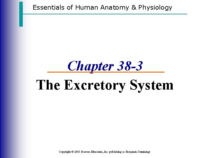 Essentials of Human Anatomy & Physiology Chapter 38 -3 The Excretory System Copyright ©