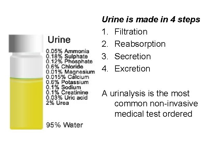 Urine is made in 4 steps 1. Filtration 2. Reabsorption 3. Secretion 4. Excretion