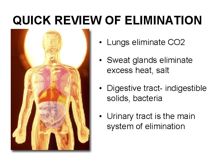 QUICK REVIEW OF ELIMINATION • Lungs eliminate CO 2 • Sweat glands eliminate excess