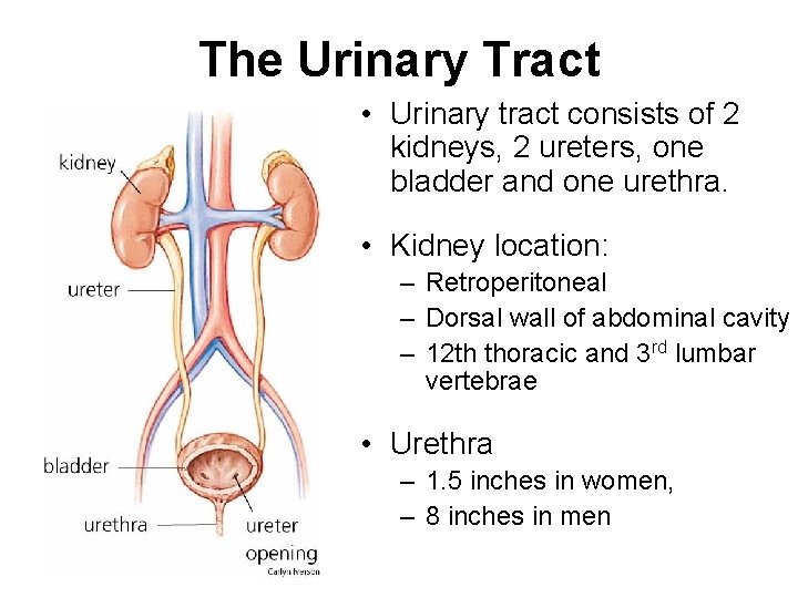 The Urinary Tract • Urinary tract consists of 2 kidneys, 2 ureters, one bladder